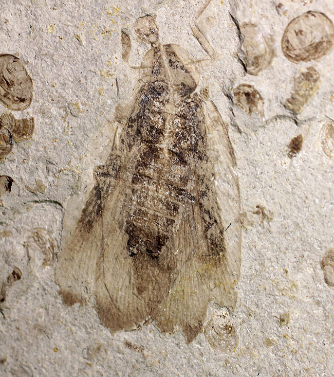 中国遼寧省産ジュラ紀後期から白亜紀前期にかけて棲息していた昆虫の化石（その1）