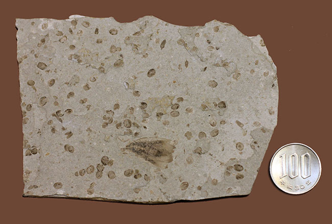 中国遼寧省産ジュラ紀後期から白亜紀前期にかけて棲息していた昆虫の化石（その11）
