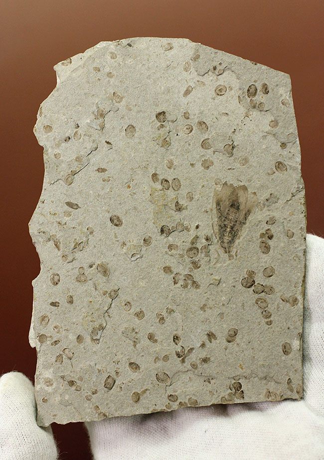 中国遼寧省産ジュラ紀後期から白亜紀前期にかけて棲息していた昆虫の化石（その2）