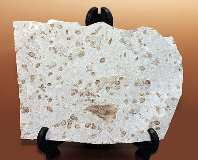 中国遼寧省産ジュラ紀後期から白亜紀前期にかけて棲息していた昆虫の化石（その4）