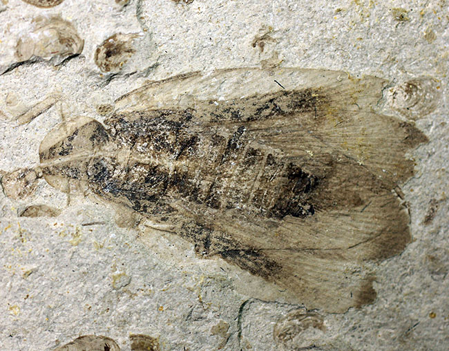 中国遼寧省産ジュラ紀後期から白亜紀前期にかけて棲息していた昆虫の化石（その6）