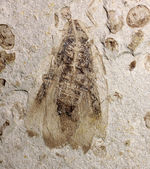中国遼寧省産ジュラ紀後期から白亜紀前期にかけて棲息していた昆虫の化石