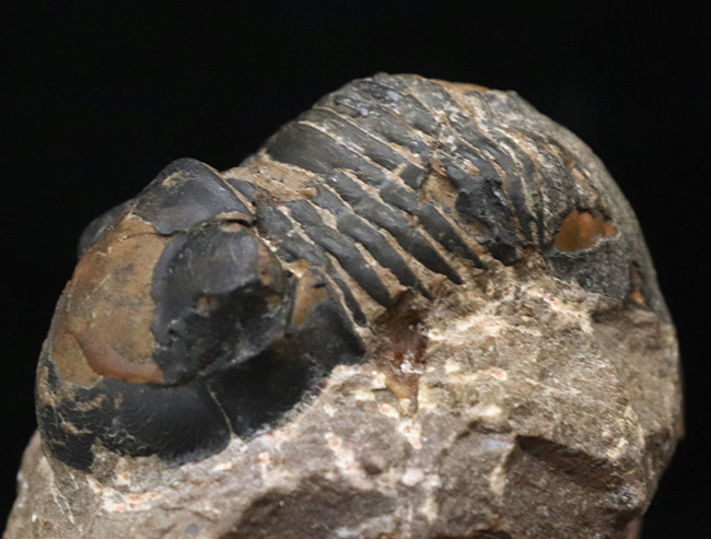 大きな頭鞍部と扇状の尾板が特徴的な、デボン紀の三葉虫、パラレジュルス（Paralejurus）（その1）
