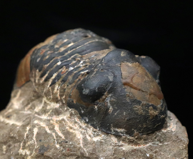 大きな頭鞍部と扇状の尾板が特徴的な、デボン紀の三葉虫、パラレジュルス（Paralejurus）（その4）
