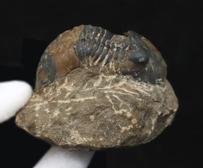 大きな頭鞍部と扇状の尾板が特徴的な、デボン紀の三葉虫、パラレジュルス（Paralejurus）（その5）
