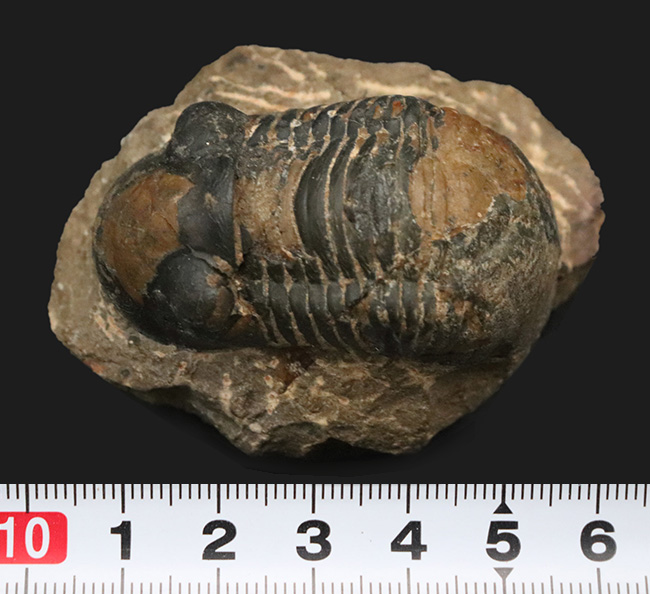 大きな頭鞍部と扇状の尾板が特徴的な、デボン紀の三葉虫、パラレジュルス（Paralejurus）（その7）