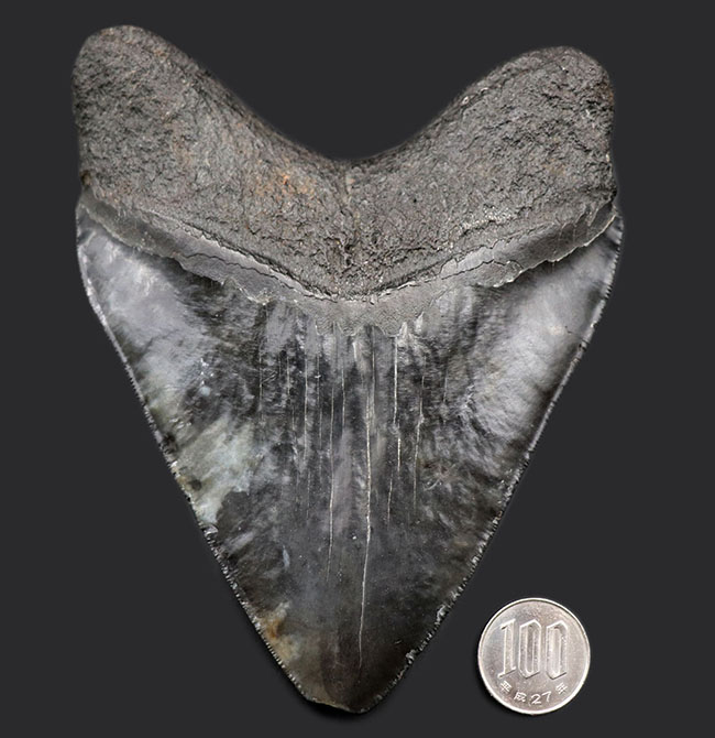 １００％ナチュラル、それでいてロングカーブ計測１５センチ！セレーションも素晴らしい、シンメトリー（左右対称性）も素晴らしい、どの点においてもハイクラス。非の打ち所がないメガロドン（Carcharodon megalodon）の歯化石（その12）