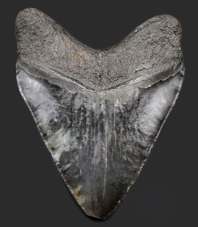 １００％ナチュラル、それでいてロングカーブ計測１５センチ！セレーションも素晴らしい、シンメトリー（左右対称性）も素晴らしい、どの点においてもハイクラス。非の打ち所がないメガロドン（Carcharodon megalodon）の歯化石（その2）
