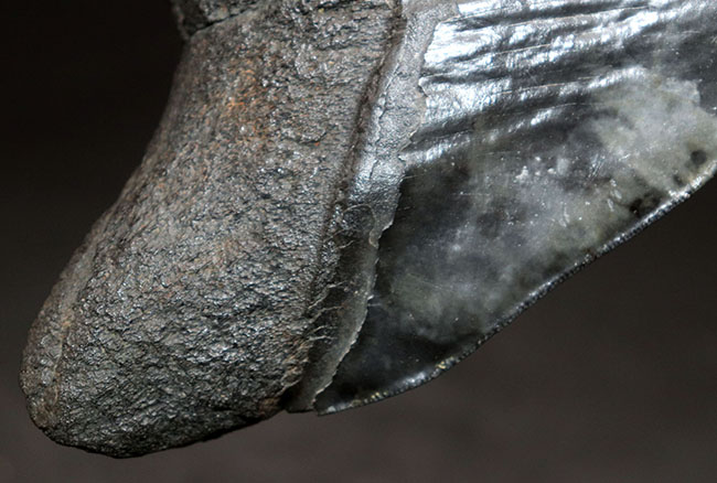 １００％ナチュラル、それでいてロングカーブ計測１５センチ！セレーションも素晴らしい、シンメトリー（左右対称性）も素晴らしい、どの点においてもハイクラス。非の打ち所がないメガロドン（Carcharodon megalodon）の歯化石（その7）