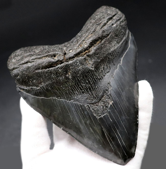 １００％ナチュラル、それでいてロングカーブ計測１５センチ！セレーションも素晴らしい、シンメトリー（左右対称性）も素晴らしい、どの点においてもハイクラス。非の打ち所がないメガロドン（Carcharodon megalodon）の歯化石（その9）