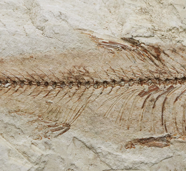 幻の魚　化石 発見から50年以上経過したオールドコレクション！長崎県壱岐産