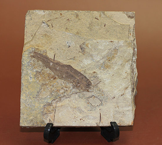 中国遼寧省産魚化石、リコプテラ。（その1）