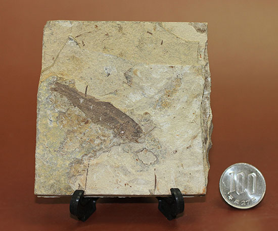 中国遼寧省産魚化石、リコプテラ。（その10）