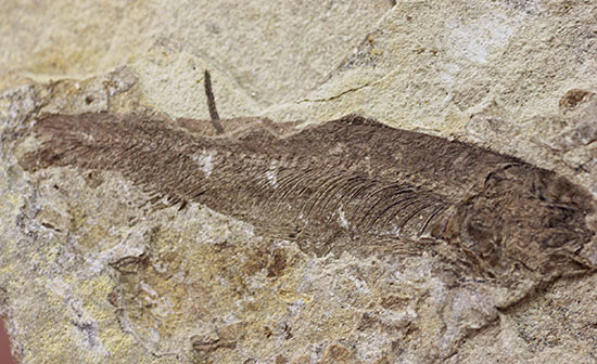 中国遼寧省産魚化石、リコプテラ。（その2）