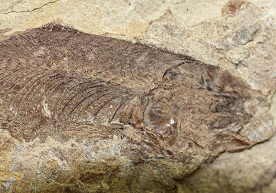 中国遼寧省産魚化石、リコプテラ。（その3）