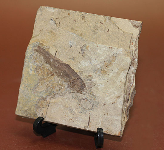 中国遼寧省産魚化石、リコプテラ。（その5）