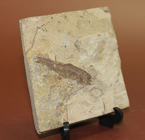 中国遼寧省産魚化石、リコプテラ。（その6）