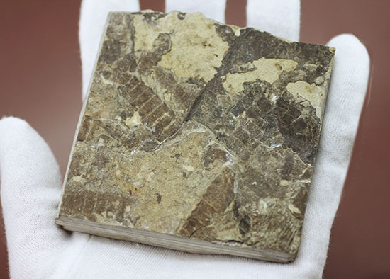 中国遼寧省産魚化石、リコプテラ。（その8）