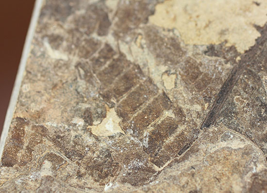 中国遼寧省産魚化石、リコプテラ。（その9）