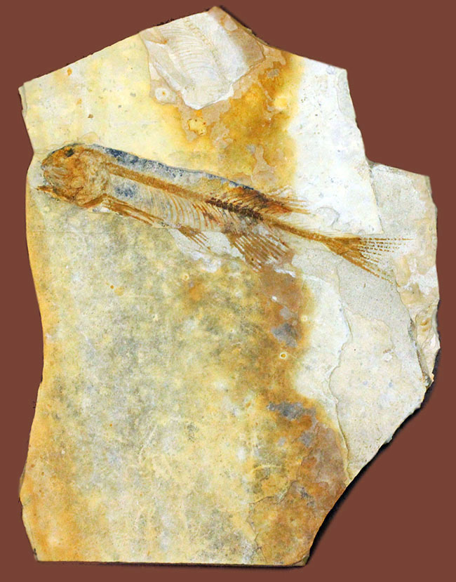 ジュラ紀後期から白亜紀まで２０００万年もの間、生息していた絶滅古代魚、リコプテラ（Lycoptera sp.）の化石（その1）