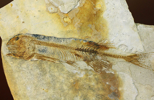 ジュラ紀後期から白亜紀まで２０００万年もの間、生息していた絶滅古代魚、リコプテラ（Lycoptera sp.）の化石（その10）