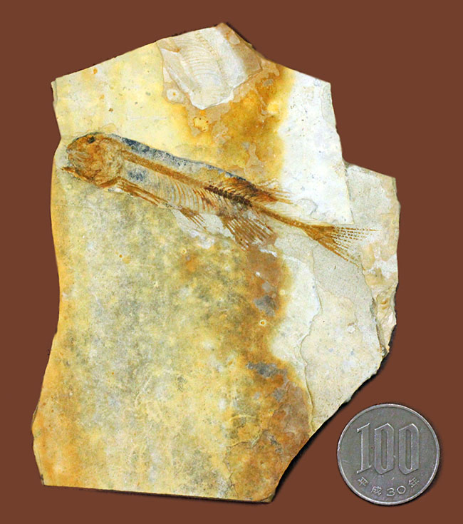 ジュラ紀後期から白亜紀まで２０００万年もの間、生息していた絶滅古代魚、リコプテラ（Lycoptera sp.）の化石（その11）
