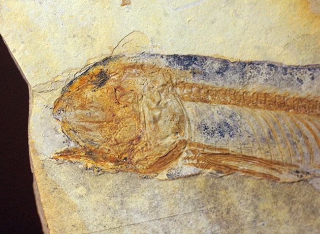 ジュラ紀後期から白亜紀まで２０００万年もの間、生息していた絶滅古代魚、リコプテラ（Lycoptera sp.）の化石（その2）