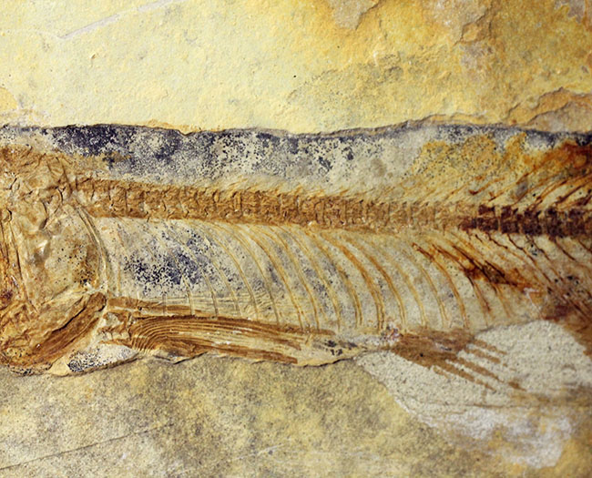 ジュラ紀後期から白亜紀まで２０００万年もの間、生息していた絶滅古代魚、リコプテラ（Lycoptera sp.）の化石（その3）