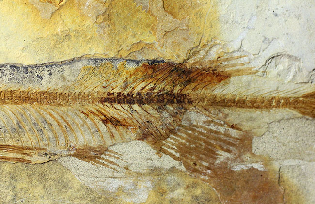 ジュラ紀後期から白亜紀まで２０００万年もの間、生息していた絶滅古代魚、リコプテラ（Lycoptera sp.）の化石（その4）