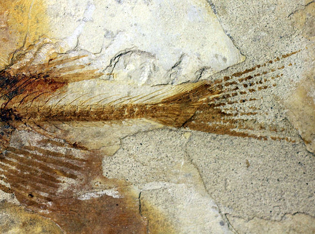 ジュラ紀後期から白亜紀まで２０００万年もの間、生息していた絶滅古代魚、リコプテラ（Lycoptera sp.）の化石（その5）
