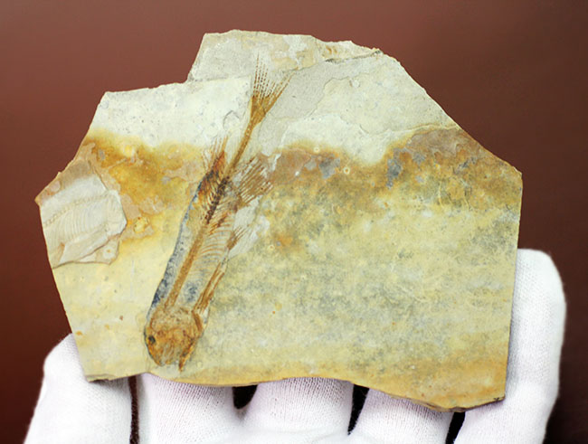 ジュラ紀後期から白亜紀まで２０００万年もの間、生息していた絶滅古代魚、リコプテラ（Lycoptera sp.）の化石（その6）