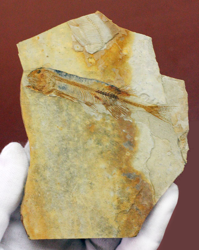 ジュラ紀後期から白亜紀まで２０００万年もの間、生息していた絶滅古代魚、リコプテラ（Lycoptera sp.）の化石（その8）