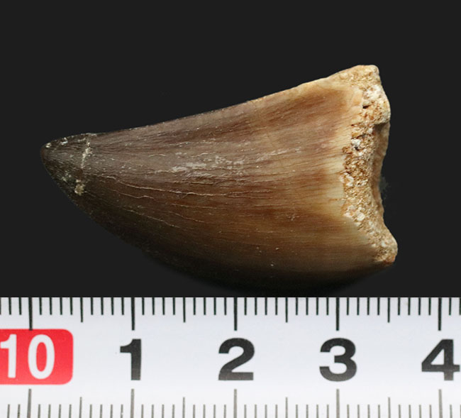 白亜紀後期の海の王者!分厚い根本を持つ、迫力あるモササウルス(Mosasaurus)の歯化石(その5)