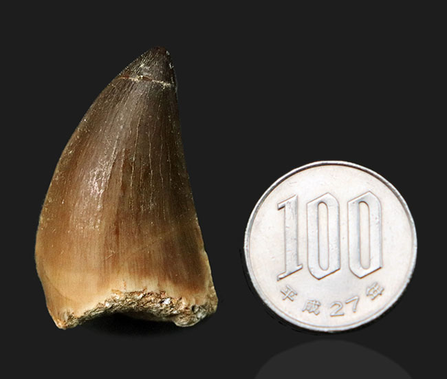 白亜紀後期の海の王者!分厚い根本を持つ、迫力あるモササウルス(Mosasaurus)の歯化石(その6)