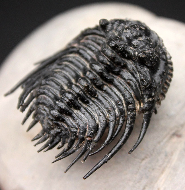 極めて上質!希少人気種、三葉虫レオナスピス(Leonaspis sp.)の高品位化石。フリル、棘、眼、シンメトリー、どれをとっても素晴らしい。(その1)