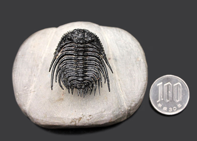 極めて上質!希少人気種、三葉虫レオナスピス(Leonaspis sp.)の高品位化石。フリル、棘、眼、シンメトリー、どれをとっても素晴らしい。(その10)