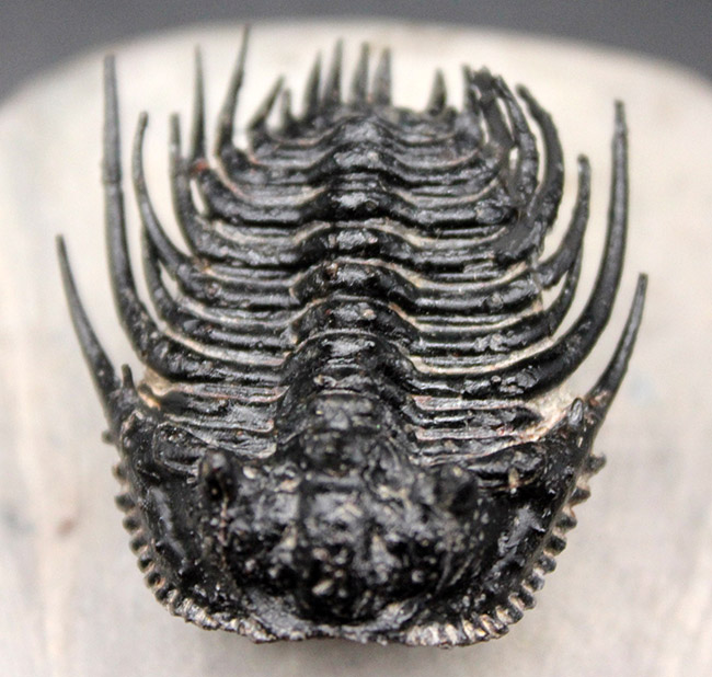 極めて上質!希少人気種、三葉虫レオナスピス(Leonaspis sp.)の高品位化石。フリル、棘、眼、シンメトリー、どれをとっても素晴らしい。(その2)