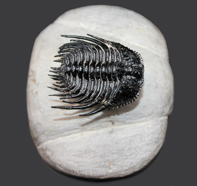 極めて上質!希少人気種、三葉虫レオナスピス(Leonaspis sp.)の高品位化石。フリル、棘、眼、シンメトリー、どれをとっても素晴らしい。(その3)