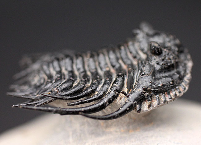 極めて上質!希少人気種、三葉虫レオナスピス(Leonaspis sp.)の高品位化石。フリル、棘、眼、シンメトリー、どれをとっても素晴らしい。(その5)