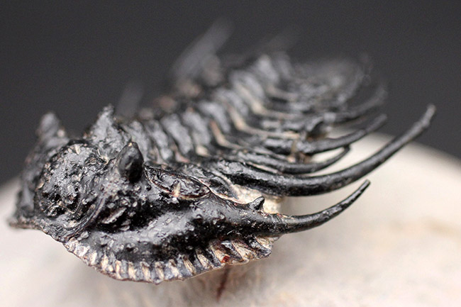 極めて上質!希少人気種、三葉虫レオナスピス(Leonaspis sp.)の高品位化石。フリル、棘、眼、シンメトリー、どれをとっても素晴らしい。(その6)