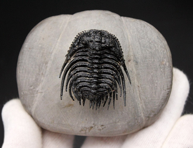 極めて上質!希少人気種、三葉虫レオナスピス(Leonaspis sp.)の高品位化石。フリル、棘、眼、シンメトリー、どれをとっても素晴らしい。(その7)