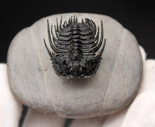 極めて上質!希少人気種、三葉虫レオナスピス(Leonaspis sp.)の高品位化石。フリル、棘、眼、シンメトリー、どれをとっても素晴らしい。(その8)