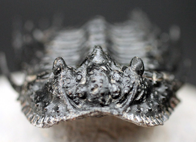 極めて上質!希少人気種、三葉虫レオナスピス(Leonaspis sp.)の高品位化石。フリル、棘、眼、シンメトリー、どれをとっても素晴らしい。(その9)