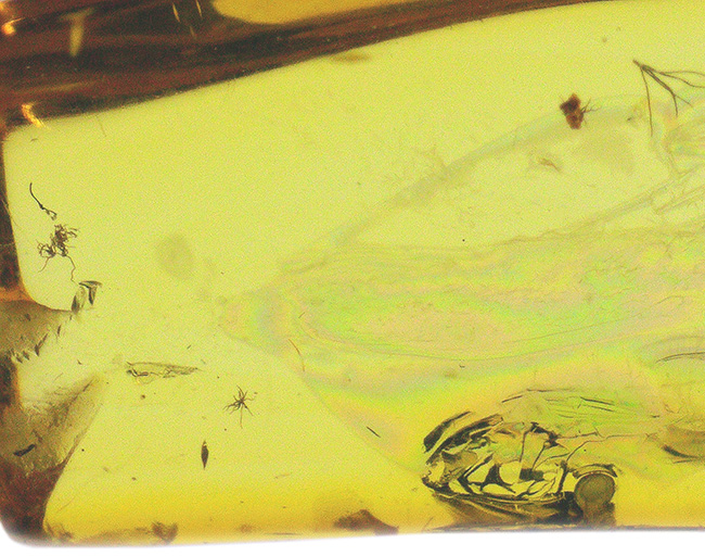 琥珀コレクター必見、ベリーレア！カ亜目のチョウバエ科の虫が閉じ込められたバルト海産琥珀（Amber）（その8）