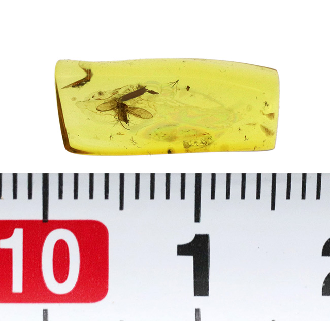 琥珀コレクター必見、ベリーレア！カ亜目のチョウバエ科の虫が包まれたバルト海産琥珀（Amber）（その9）