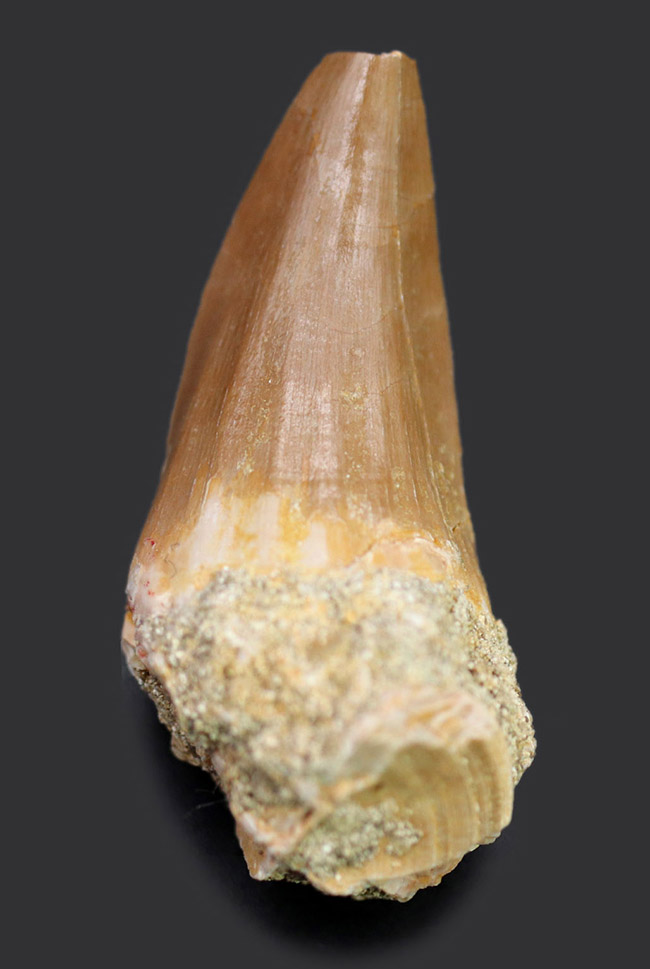 エナメル質の保存状態、良好!白亜紀の海の王者、モササウルス科の生物(Mosasaurus anceps)の歯化石(その1)