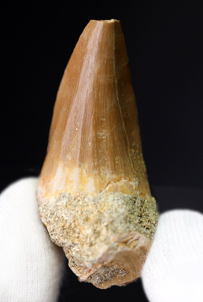 エナメル質の保存状態、良好!白亜紀の海の王者、モササウルス科の生物(Mosasaurus anceps)の歯化石(その5)