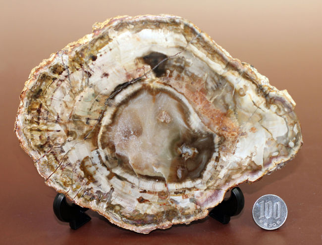 [0] 珪化木 15×10cm (すり鉢加工/磨き上げ) 0] 珪化木 15×10cm (すり鉢加工/磨き上げ) もとしげ すり鉢（大）化粧