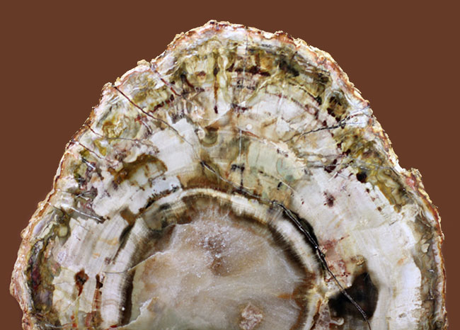 これぞ観賞用！磨き上げられた、色彩豊かなマダガスカル産の珪化木