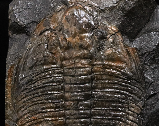 ベリーレア!イギリス・ウェールズで発見されたレアな三葉虫、オギギオカレラ(Ogygiocarella debuchi)の大型個体(その2)